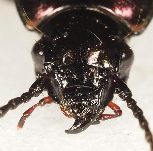 Réf. 311 636 : Pterostichus externepunctatus